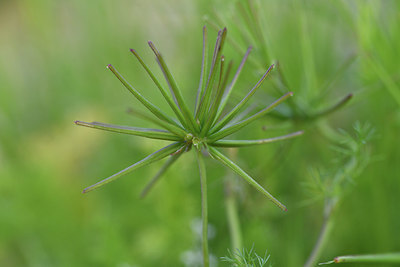 BUITEN BEELD Foto: 414285