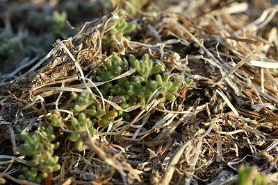 BUITEN BEELD Foto: 414301