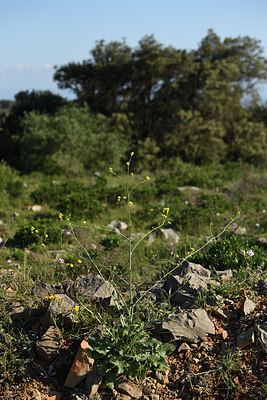 BUITEN BEELD Foto: 414310