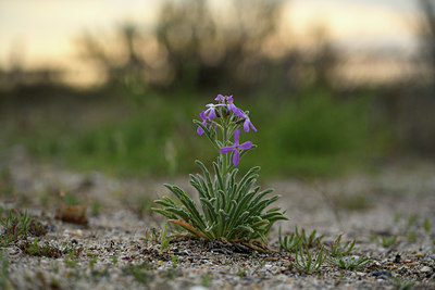 BUITEN BEELD Foto: 414322