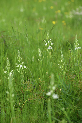 BUITEN BEELD Foto: 414331