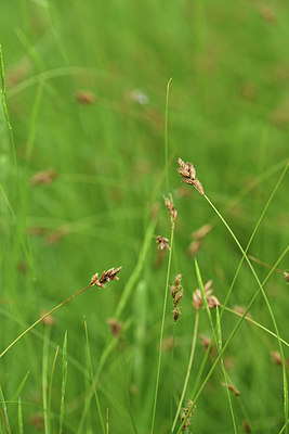 BUITEN BEELD Foto: 414345