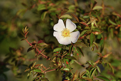 BUITEN BEELD Foto: 414347