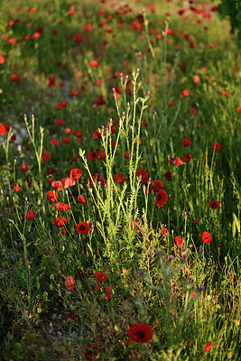 BUITEN BEELD Foto: 414351