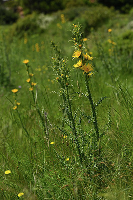 BUITEN BEELD Foto: 414367