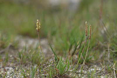 BUITEN BEELD Foto: 414369