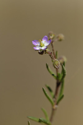 BUITEN BEELD Foto: 414372