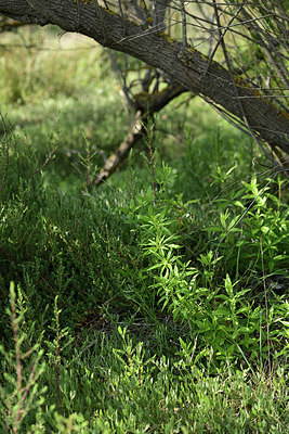 BUITEN BEELD Foto: 414380