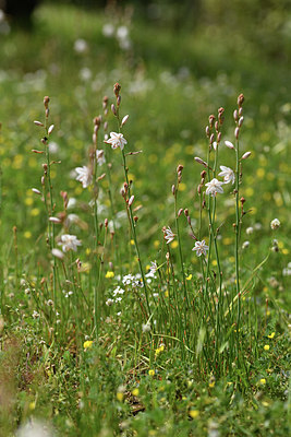 BUITEN BEELD Foto: 414385