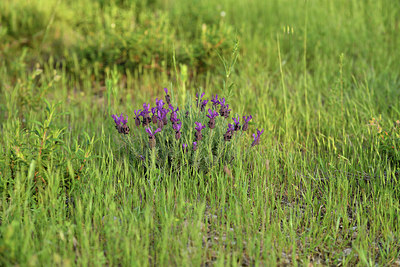 BUITEN BEELD Foto: 414388