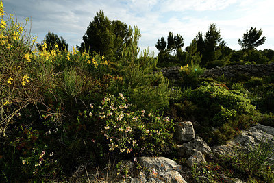 BUITEN BEELD Foto: 414419