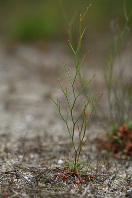 BUITEN BEELD Foto: 414431