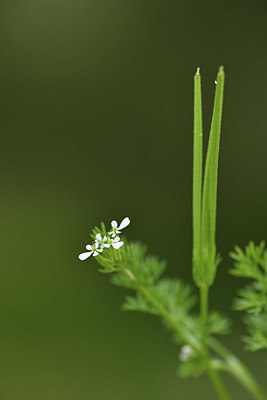 BUITEN BEELD Foto: 414436