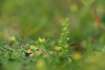 BUITEN BEELD Foto: 414443