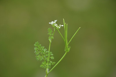 BUITEN BEELD Foto: 414444