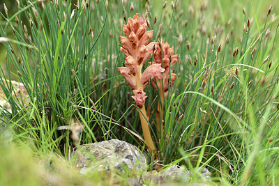 BUITEN BEELD Foto: 414451