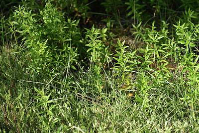 BUITEN BEELD Foto: 414453