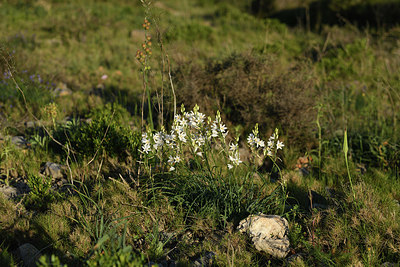 BUITEN BEELD Foto: 414457