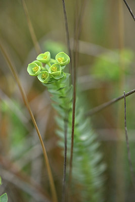 BUITEN BEELD Foto: 414462