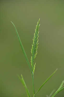 BUITEN BEELD Foto: 414469