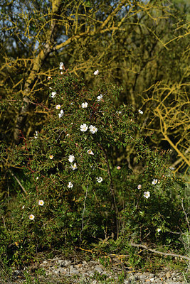 BUITEN BEELD Foto: 414472