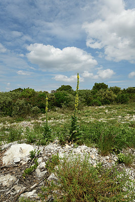 BUITEN BEELD Foto: 414474