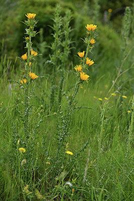 BUITEN BEELD Foto: 414510