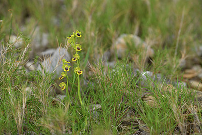 BUITEN BEELD Foto: 414512