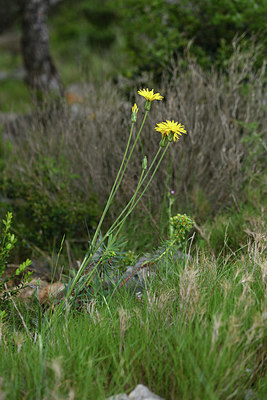 BUITEN BEELD Foto: 414513