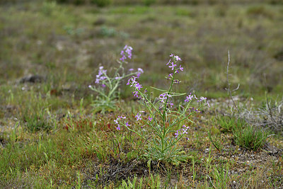 BUITEN BEELD Foto: 414532