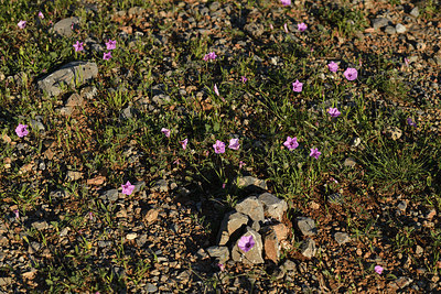 BUITEN BEELD Foto: 414583