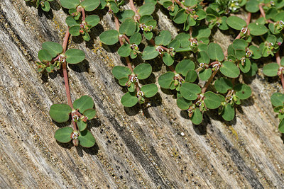 BUITEN BEELD Foto: 414611