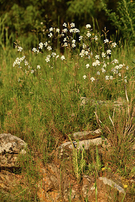 BUITEN BEELD Foto: 414651