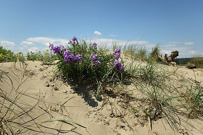 BUITEN BEELD Foto: 414656