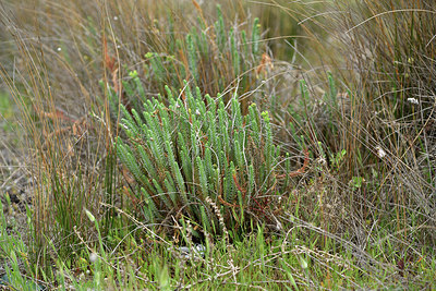 BUITEN BEELD Foto: 414659