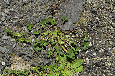 BUITEN BEELD Foto: 414776