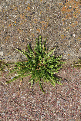 BUITEN BEELD Foto: 414785