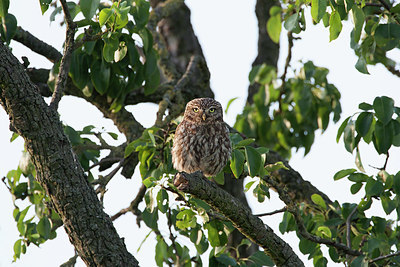 BUITEN BEELD Foto: 414822