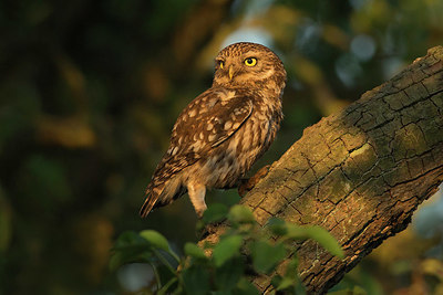 BUITEN BEELD Foto: 414830