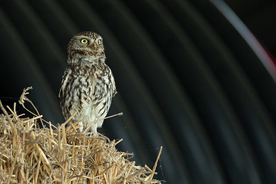 BUITEN BEELD Foto: 414833