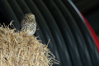 BUITEN BEELD Foto: 414834