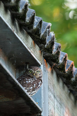 BUITEN BEELD Foto: 414835