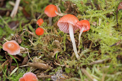 BUITEN BEELD Foto: 414838