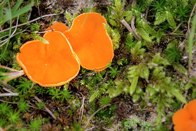 BUITEN BEELD Foto: 414847