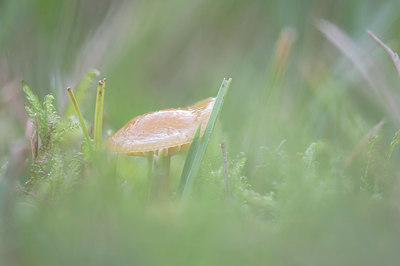 BUITEN BEELD Foto: 414848