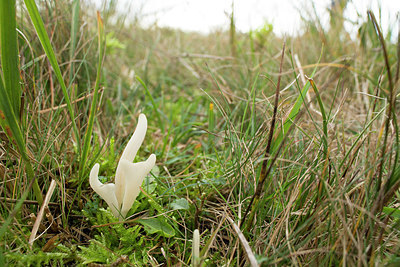 BUITEN BEELD Foto: 414850
