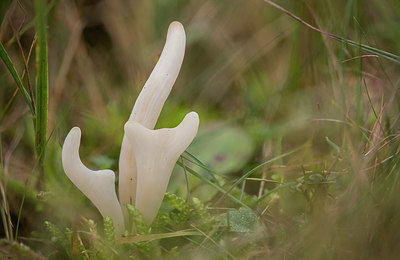 BUITEN BEELD Foto: 414852