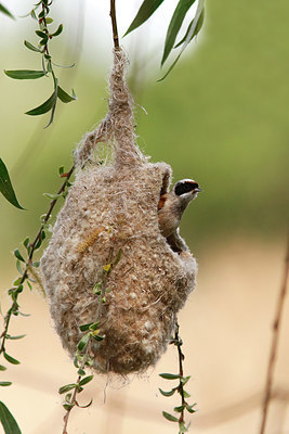 BUITEN BEELD Foto: 414855