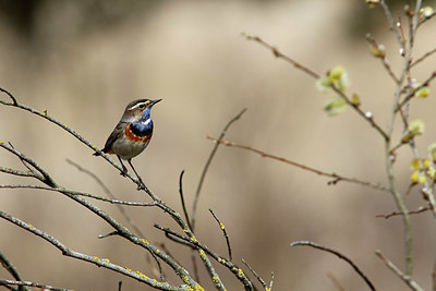 BUITEN BEELD Foto: 414856