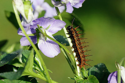 BUITEN BEELD Foto: 414858